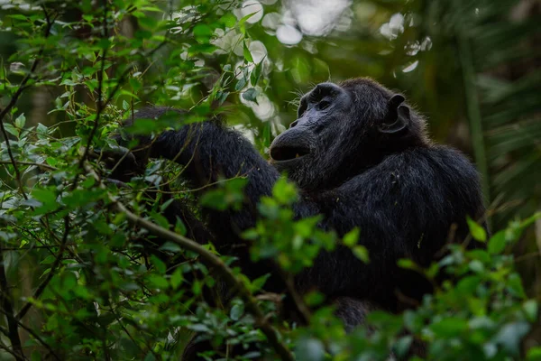 Schimpansen Pan Troglodytes Natürlichen Lebensraum — Stockfoto