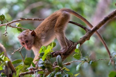 Toque macaque maymunu tropikal yağmur ormanlarının gölgesinde ince bir ağaç gövdesine tırmanır..