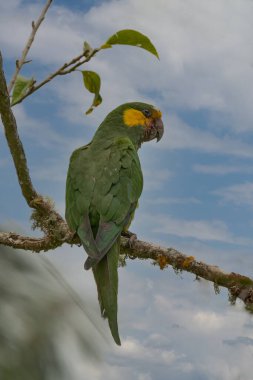 Loro Orejiamarillo Yellow-eared Parrot Ognorhynchus icterotis columbia.