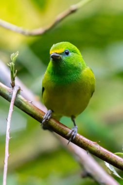 Beautiful tanager Blue-naped Chlorophonia, Chlorophonia cyanea, exotic tropical green songbird from Colombia. Wildlife from South America. Birdwatching in Colombia