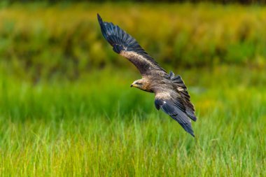 Birds of prey - Common Buzzard (Buteo buteo)