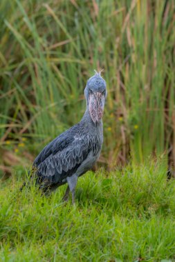 Afrika Balaeniceps (Balaeniceps rex) bir büyük Afrika özellikle bariz şekilli gagası nedeniyle bilinen taş sırasından kuştur.