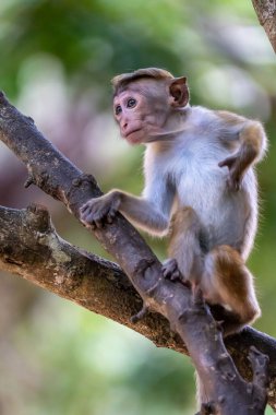 Toque macaque maymunu tropikal yağmur ormanlarının gölgesinde ince bir ağaç gövdesine tırmanır..