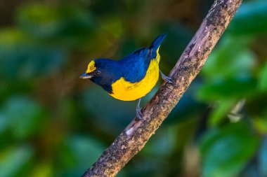 Benekli mutluluk (Euphonia imitans), Fringillidae familyasından bir kuş türü. Kosta Rika ve Panama 'da bulunur..