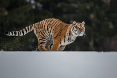 Karda koşan Sibirya Kaplanı. Bu görkemli hayvanın güzel, dinamik ve güçlü fotoğrafı. Bu inanılmaz hayvan için tipik bir ortam. Ağaçlar ve çayırlar