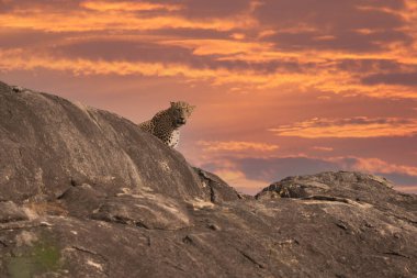 Panthera Paradus Kotiya (Sri Lanka Leoparı), kameraya poz veriyor.