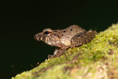 Triprion spinosus, dikenli ağaç kurbağası olarak da bilinir, dikenli ağaçkakan, dikiz başlı ağaç tepeciği, taç giymiş ağaçkakan, ve taçlandırılmış hyla.