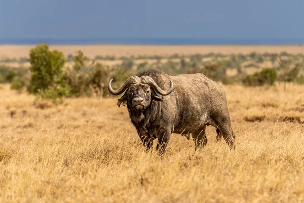 Big Old Cape Buffalo Dagga Bull Syncerus Caffer Open Grass —  Fotos de Stock