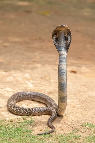 Cobra Nome Comum Alguns Elapidas Capazes Alargar Costelas Para Formar — Fotografia de Stock