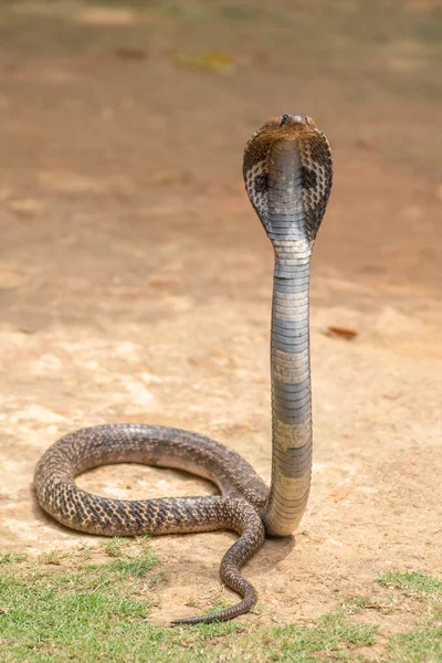 Cobrinha Azul  Desenhos, Cobra