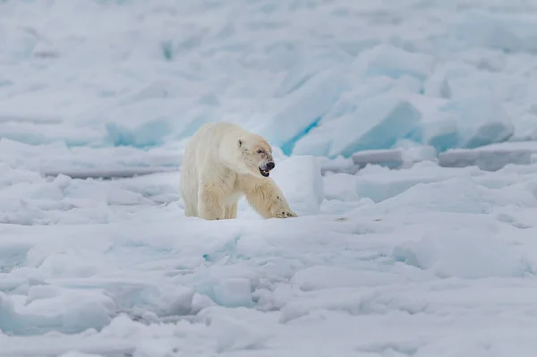 Ijsbeer Ursus Maritimus Spitsbergen Noordzee — Stockfoto