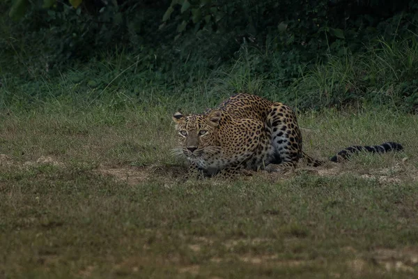 Panthera Paradus Kotiya Sri Lanka Leopard Posando Para Cámara — Foto de Stock