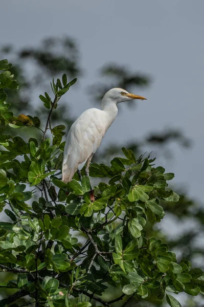 Ardea Alba White Heron Resource Africa Kenya — стокове фото