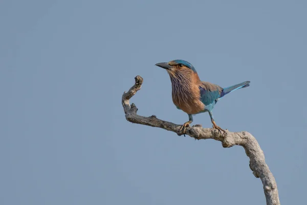 Lilac Breasted Roller Coracias Caudatus African Member Roller Coraciidae Family — Stock Photo, Image