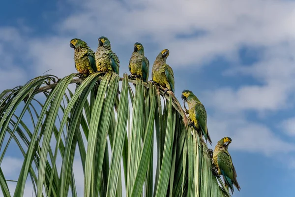 Red Bellied Macaw Orthopsittaca Manilata Green Colored Parrot Bird Yellow — Stock Photo, Image