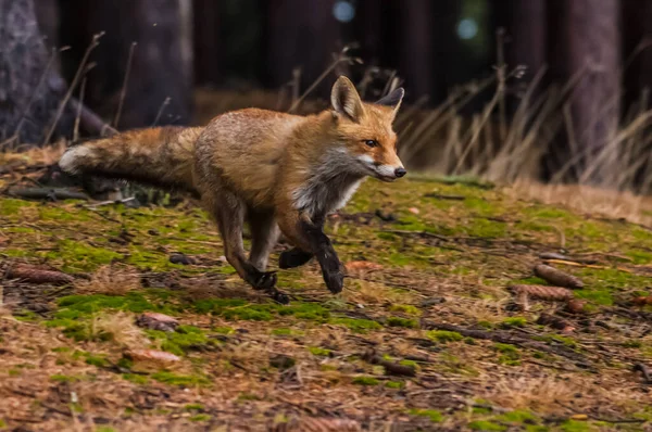 Cute Red Fox Vulpes Vulpes Hutan Musim Gugur Hewan Yang — Stok Foto