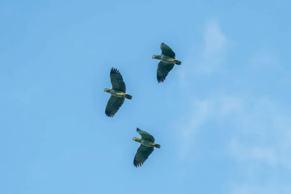 Rare Species Parrot Amazona Kawalli Colombian Rainforest — Stockfoto