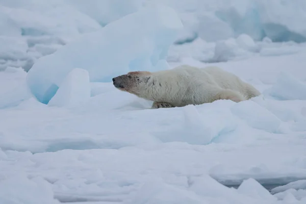 Vacker Isbjörn Söker Bytesdjur Norge Spetsbergen — Stockfoto