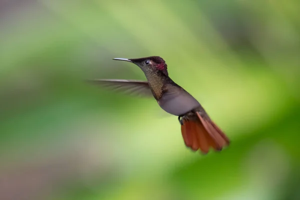 Ruby Topaz Hummingbird Chrysolampis Mosquitus Bird Flight Hummingbird Flying Blurred — Stock Photo, Image