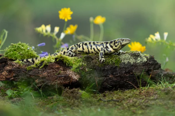 Brandsalamander Salamandra Salamandra Zijdelings Kijkend Vanuit Een Met Mos Bedekte — Stockfoto