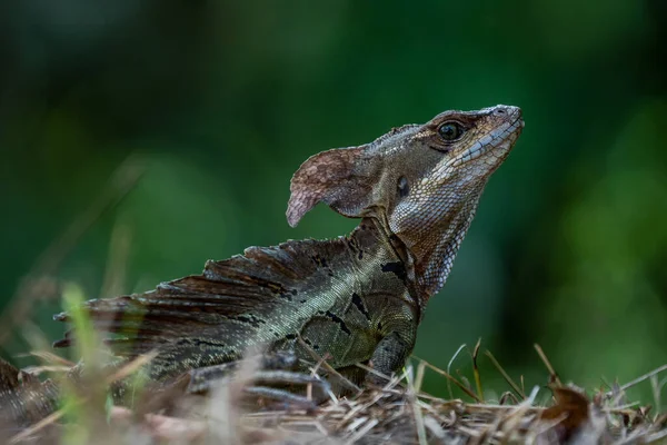 Iguana Capacete Liso Vezes Também Conhecido Como Iguana Capacete Basilisco — Fotografia de Stock