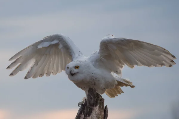 在加拿大魁北克 雪地猫头鹰 Bubo Scandiacus 从柱子上起飞打猎时展开翅膀 — 图库照片