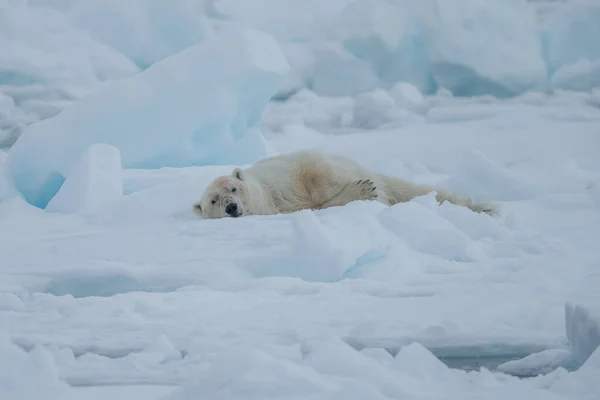 Білий Ведмідь Ursus Maritimus Spitsbergen North Ocean — стокове фото