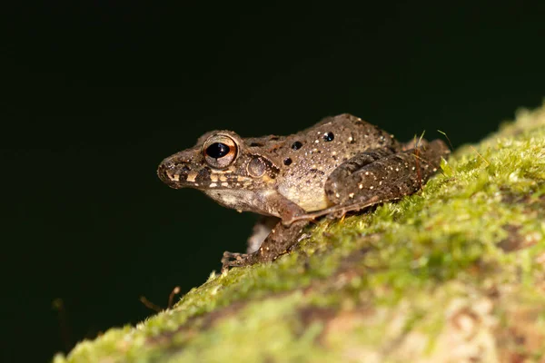三头龙 Triprion Spinosus 也被称为刺头树蛙 刺头树蛙 尖头树蛙 加冕树蛙和加冕土狼 — 图库照片
