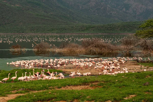 beautiful sunset over Lake Baringo with pink flamingos in the foreground