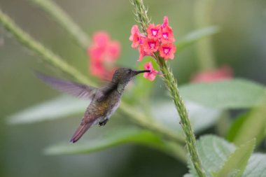 Yeşil ve mavi sinekkuşu, güzel sarı çiçeğin yanında uçuyor. Ekvador 'dan bir kuş, tropik dağ ormanı. Doğadan vahşi yaşam sahnesi. Güney Amerika 'da kuş izleme