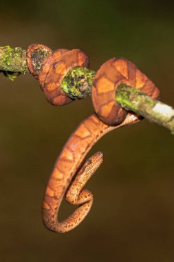 Mısır yılanı (Pantherophis guttatus veya Elaphe guttata) taşın üzerinde, kuru çimenler ve kuru yapraklar üzerinde yatar. Kapanışa kadar. Kırmızı, kahverengi ve sarı renkli yılan..