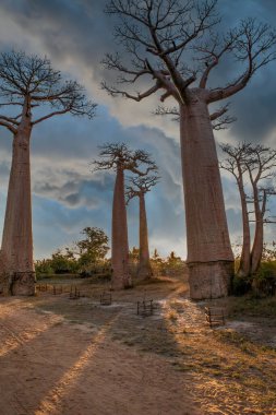 Baobab ağaçları gün batımında Madagaskar 'da Baobab Bulvarı' nda