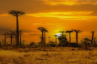 Baobab ağaçları gün batımında Madagaskar 'da Baobab Bulvarı' nda