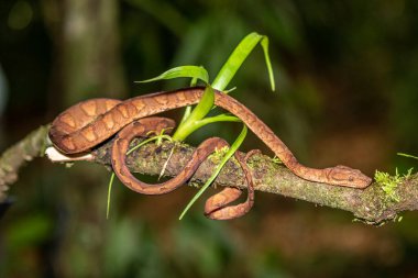 Mısır yılanı (Pantherophis guttatus veya Elaphe guttata) taşın üzerinde, kuru çimenler ve kuru yapraklar üzerinde yatar. Kapanışa kadar. Kırmızı, kahverengi ve sarı renkli yılan..