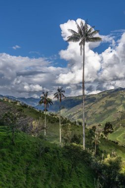 Wax palm trees, native to the humid montane forests of the Andes, towering the landscape of Cocora Valley at Salento, among the coffee zone of Colombia