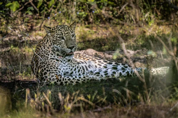 Panthera Paradus Kotiya Sri Lanka Leopard Posando Para Câmera — Fotografia de Stock