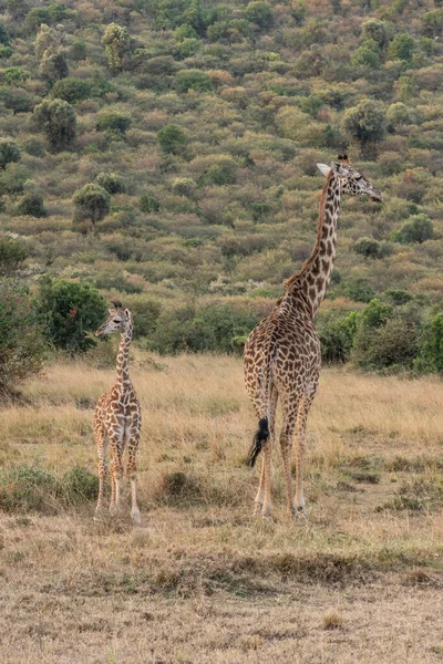 Жираф Перед Национальным Парком Амбосели Кения Масаи Мара Giraffa Reticulata — стоковое фото