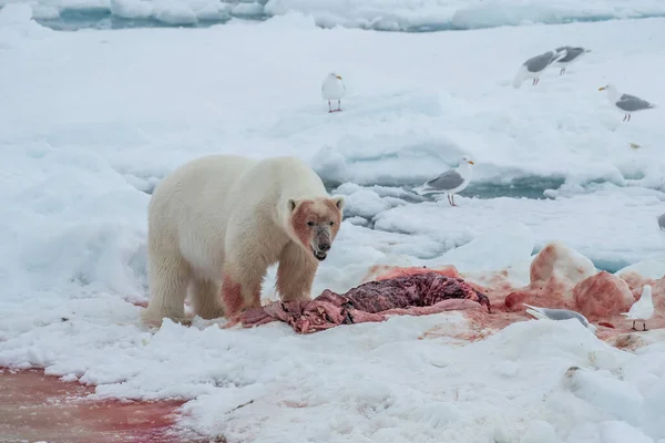北极熊 Ursus Maritimus 斯匹次卑尔根北海 — 图库照片