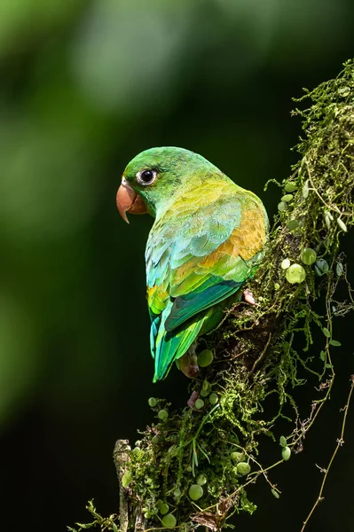 Оранжевый Попугай Brotogeris Jugularis Известный Tovi Parakeet Является Маленьким Главным — стоковое фото