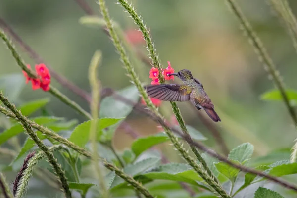 Yeşil Mavi Sinekkuşu Güzel Sarı Çiçeğin Yanında Uçuyor Ekvador Dan — Stok fotoğraf