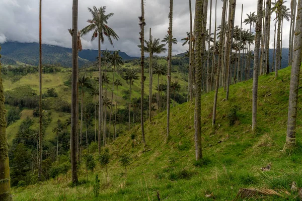 stock image Wax palm trees, native to the humid montane forests of the Andes, towering the landscape of Cocora Valley at Salento, among the coffee zone of Colombia