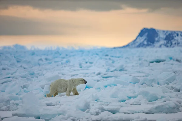 Oso Polar Ursus Maritimus Spitsbergen Océano Del Norte —  Fotos de Stock