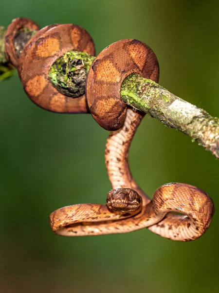 トウモロコシのヘビ Pantherophis GutatusまたはElaphe Guutatta 乾燥した草や乾燥した葉の周りに横たわっています 閉じるまで 黄色のヘビ — ストック写真