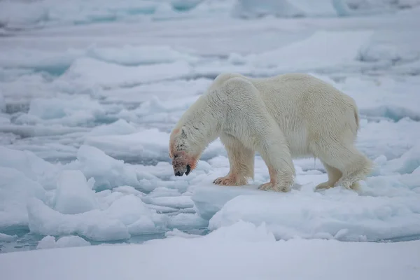 Πολική Αρκούδα Ursus Maritimus Spitsbergen Βόρειος Ωκεανός — Φωτογραφία Αρχείου