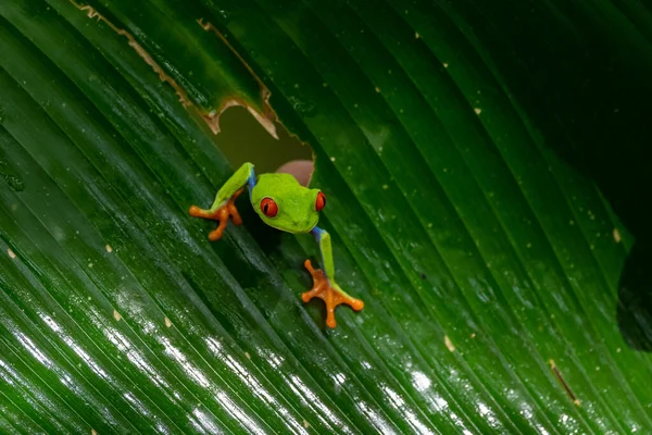 Красноглазый Древесный Лягушонок Agalychnis Callidryas Сидит Зеленом Листке Тропическом Лесу — стоковое фото