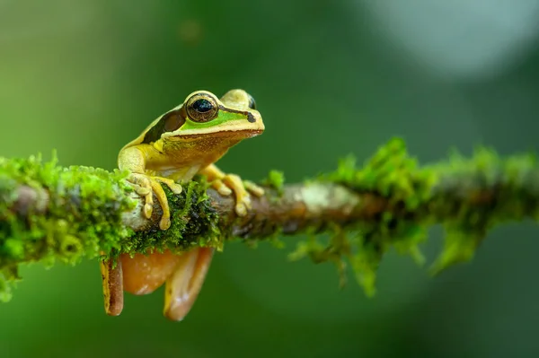 Große Froschaugen Des Tropischen Treefrog Stockbild - Bild von dschungel,  tropisch: 136175153