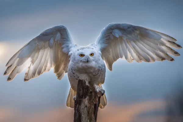 Snowy Owl Bubo Skandiacus Roztáhne Křídla Když Odlétá Kůlu Lov — Stock fotografie