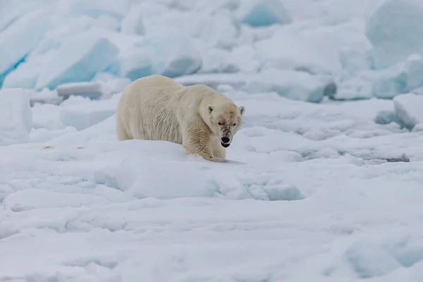 Jegesmedve Ursus Maritimus Spitsbergen Északi Óceán — Stock Fotó