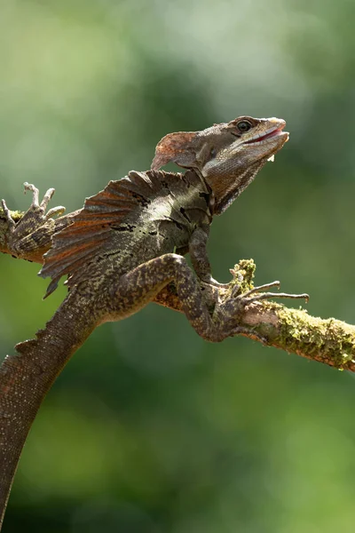 Pürüzsüz Miğferli Iguana Bazen Miğferli Iguana Olarak Bilinen Miğferli Basilisk — Stok fotoğraf