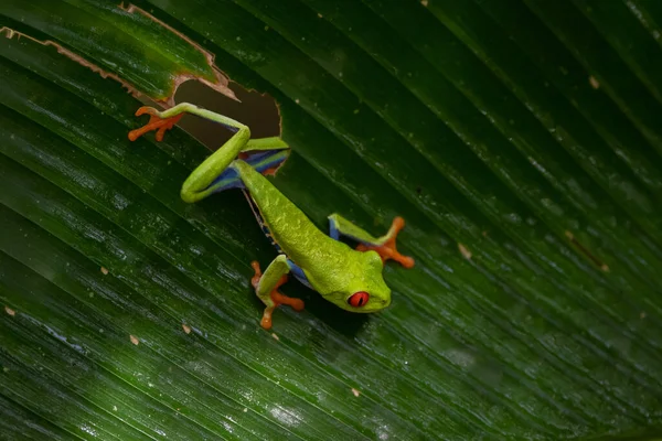 Красноглазый Древесный Лягушонок Agalychnis Callidryas Сидит Зеленом Листке Тропическом Лесу — стоковое фото